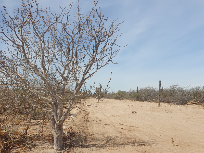 Vegetación natural del área