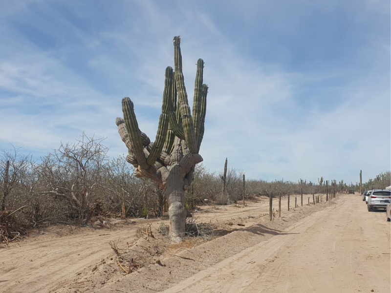 Acceso al desarrollo